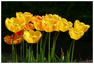 Tulips in light