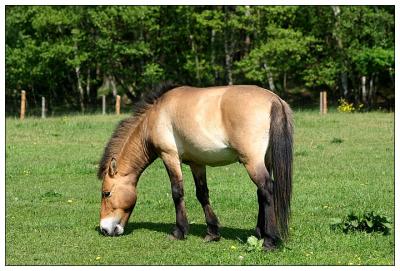 Przewalski wild horse