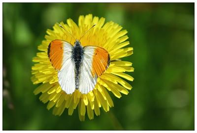 Orange Tip - Aurorafalter