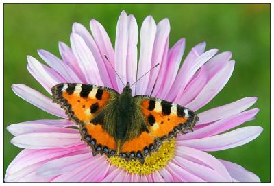 Small Tortoiseshell - Kleiner Fuchs