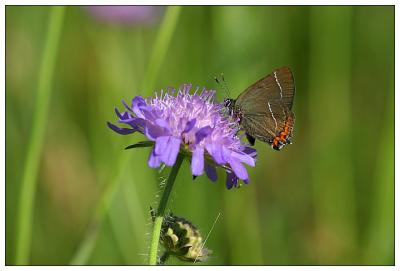 White-letter Hairstreak - Ulmenzipfelfalter