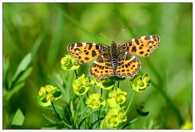 Map Butterfly - Landkrtchen