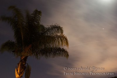 Palm lit by moon, trail of passing airplane