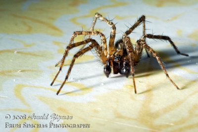 Spider on the Kitchen Counter