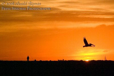 Pelican over the setting sun