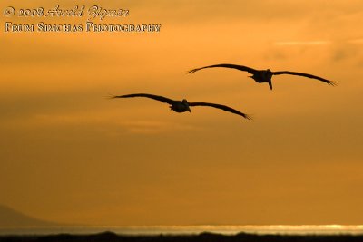 Pelican duo at sunset