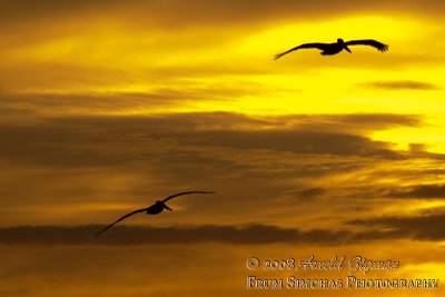Pelicans at Sunset