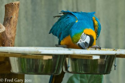 Blue and Gold Macaw.jpg