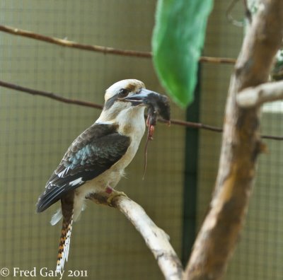 Spectacled Mousebird