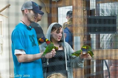 Lorikeets feeding.jpg