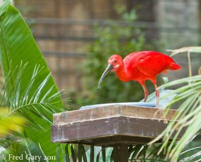 Scarlet Ibis.jpg