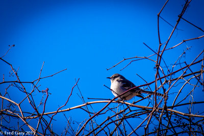 Little bird.jpg