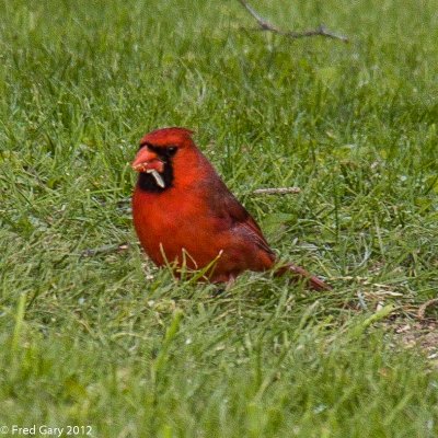 Male Cardinal.JPG
