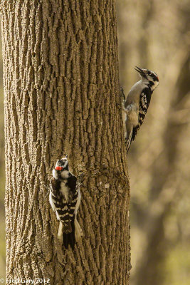 Downy Woodpeckers.JPG
