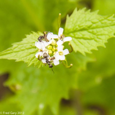 Ants on flower-0069.JPG
