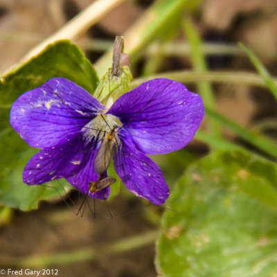 Purple flower-0074.JPG
