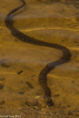 NY Water Snake-0217.JPG