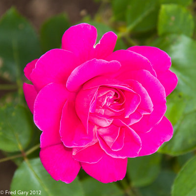 Rose-0307.JPG