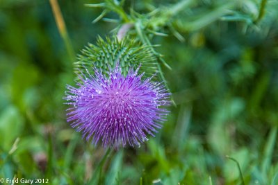 Thistle.JPG