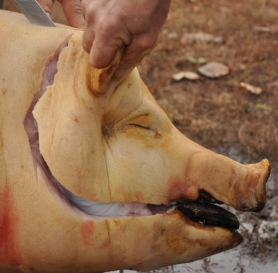 Pig killing in Hungary