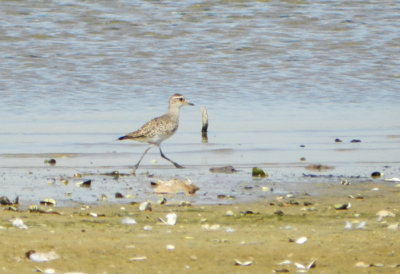 DSCN0171_plover.jpg