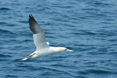 Northern Gannet    DSC_8726.jpg