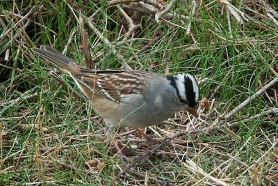 FOS  White-crowned Sparrow