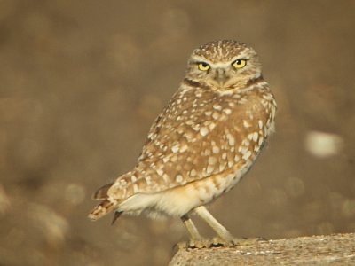 Burrowing Owl DSC_3025.jpg