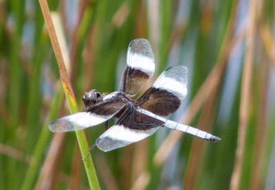 Widow Skimmer