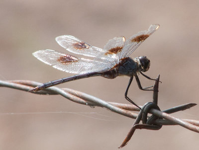 Four-spotted Pennant    P1030158.jpg