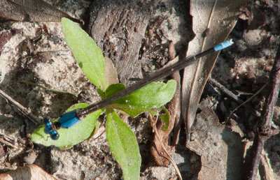 Slender Bluet