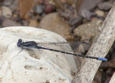  Argia immunda (Kiowa Dancer)