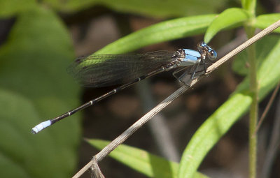 Blue-faced Dancer - Argia Apicalis