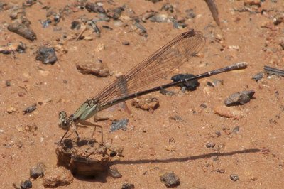 Blue-faced Dancer - Argia Apicalis - female