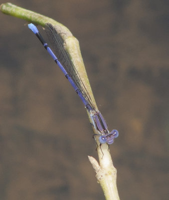 argia fumipennis (Variable Dancer)