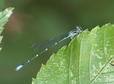 Enallagma exsulans (Stream Bluet)