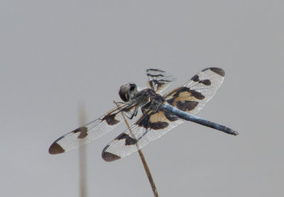  Celithemis fasciata (Banded Pennant) 