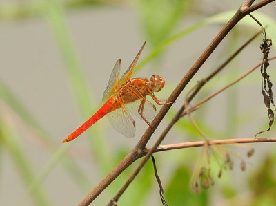 Neon Skimmer