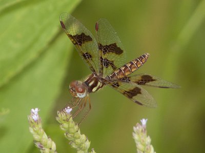 Eastern Amberwings