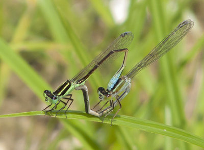 Rambur's Forktail