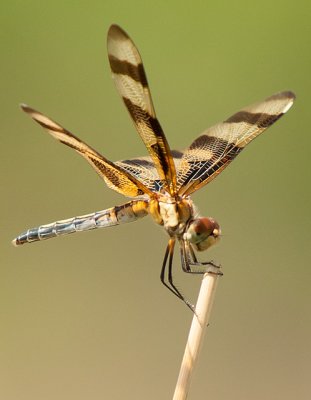 Halloween Pennant