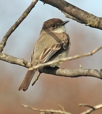 Flycatcher