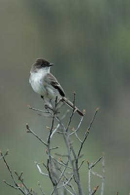 Flycatcher