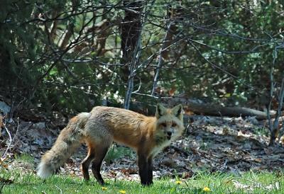 g4/87/640487/3/59755463.fox.jpg