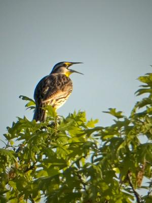 g4/87/640487/3/61327588.easternmeadowLarkdigi.jpg