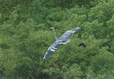 Strange Heron