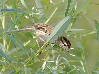 Song Sparrow in Curley Willow