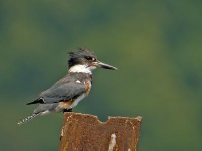 cropped kingfisher - olympus