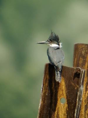 birds_-_digiscoped
