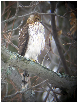 Young Cooper's Hawk